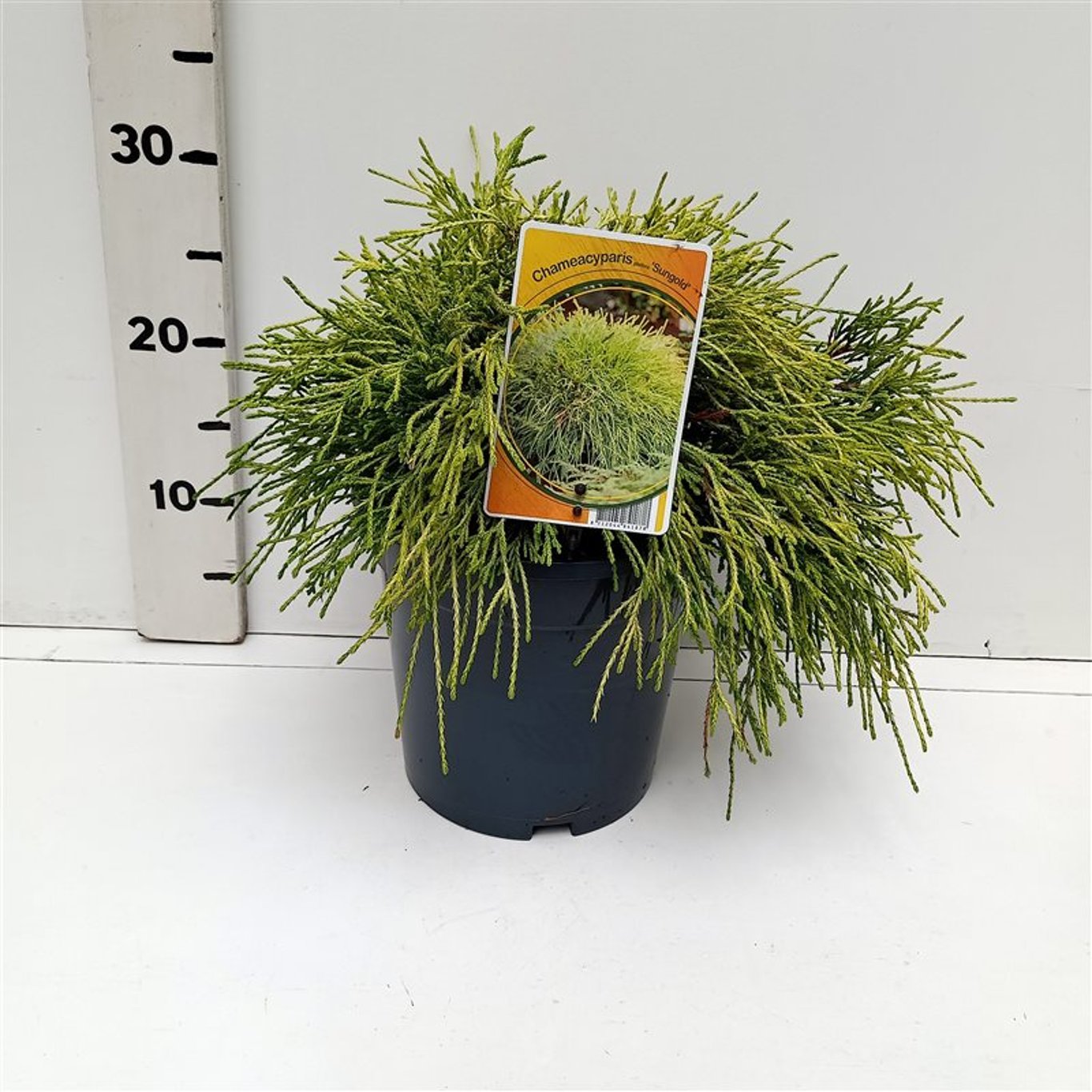 Ädelcypress – Chamaecyparis pisifera 'Sungold' - C3 25-30 CM